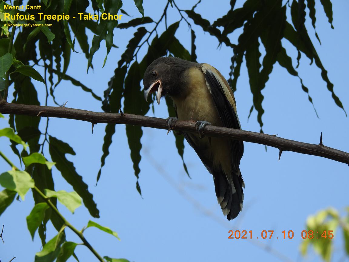 Rufous Treepie (62) Coming Soon